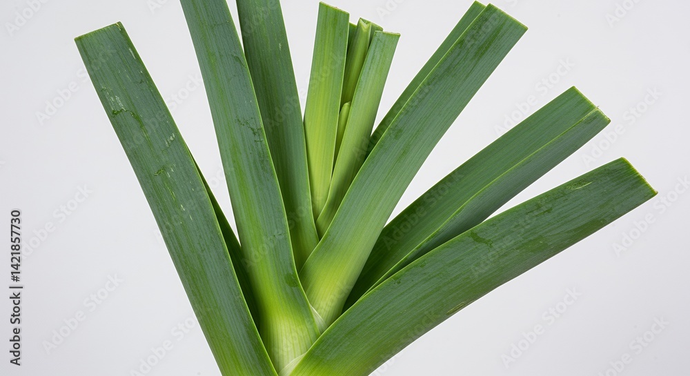 Obraz premium Detailed Botanical Real Shot Isolated White Background Of Leek Allium Ampeloprasum Highlighting Bulb And Leaf Arrangement Featuring Fresh Green Textures Perfect For Culinary