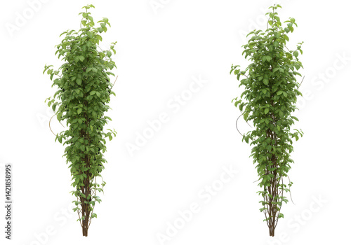 Two vertical climbing plants