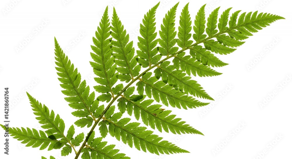 Detailed Botanical Real Shot of Fern Athyrium Filixfemina Focusing on Frond Details Isolated on White Background in High Resolution Detailed Botanical Real Shot of Fern Athyrium Filixfemina Focusing on Frond Details Isolated on White Background in High Resolution