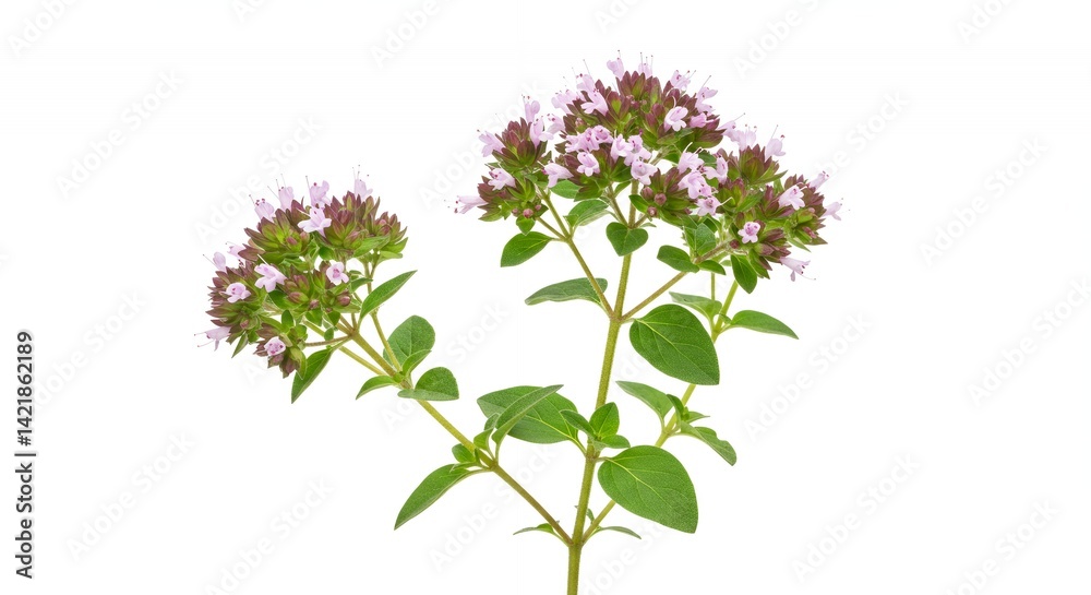 Detailed Botanical Real Shot of Oregano Origanum Vulgare Highlighting Leaf Shape and Flower Structure with Isolated White Background in High Definition