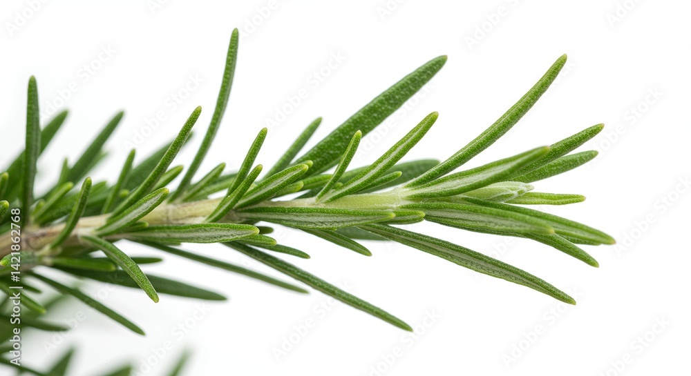 Fototapeta premium Detailed Botanical Real Shot of Rosemary Rosmarinus Officinalis Illustrating Needle Like Leaves Isolated on White Background a Vibrant Green Culinary Herb and Ingredient