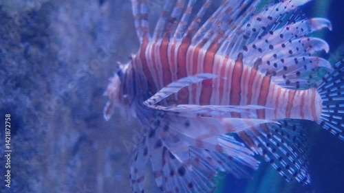 Majestic striped Lionfish swimming gracefully in aquatic aquarium, showcasing intricate fins and creating serene underwater scene.