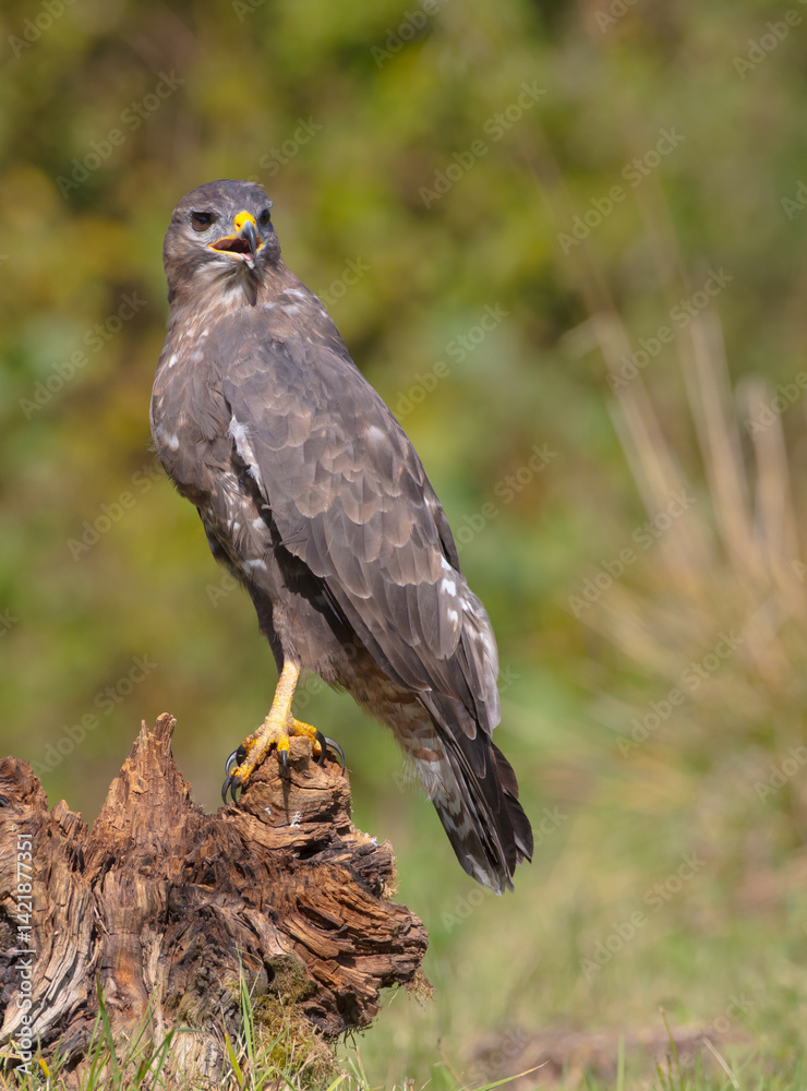 Fototapeta premium Common Buzzard in spring at a wet forest