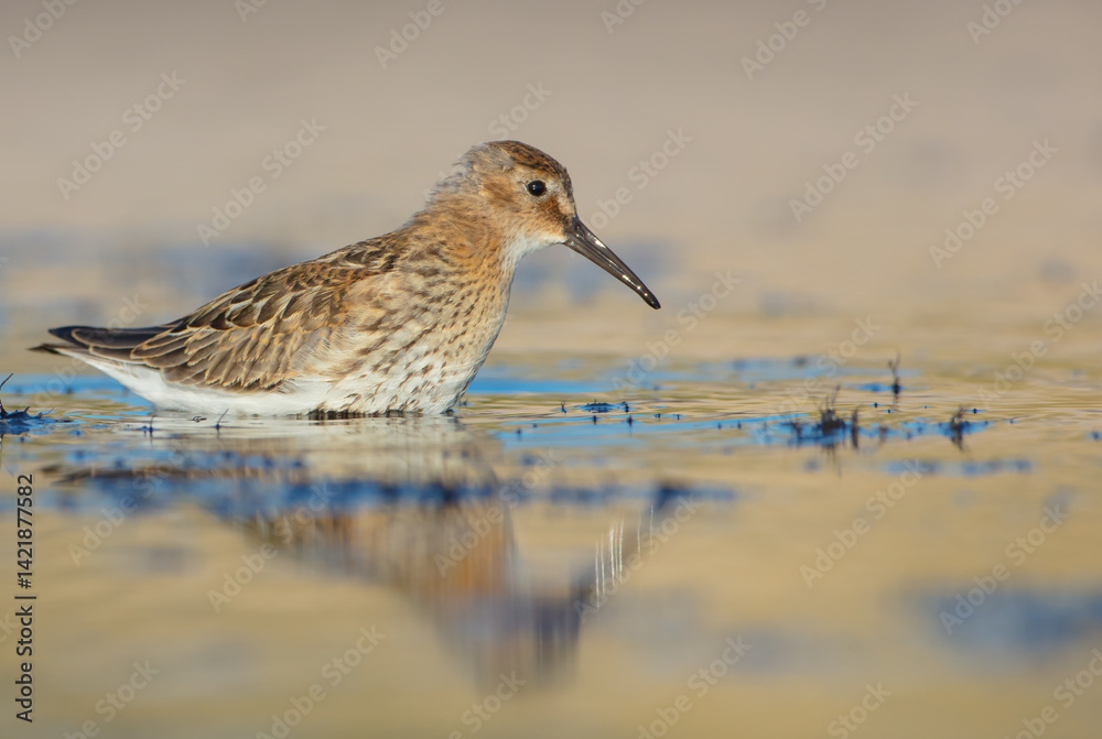 Dunlin - at a seashore on the autumn migration way Dunlin - at a seashore on the autumn migration way