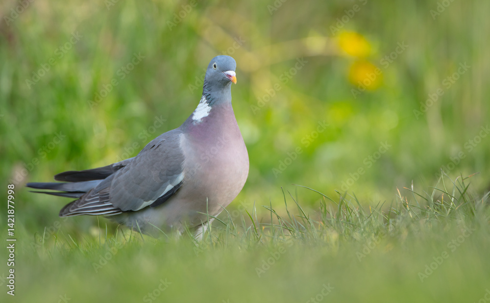 Obraz premium Common wood pigeon - in a city park in spring 
