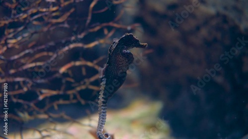Seahorse Swims Gracefully Among Coral in Serene Underwater Ocean, Showcasing Unique Shape and Texture of Marine Nature.