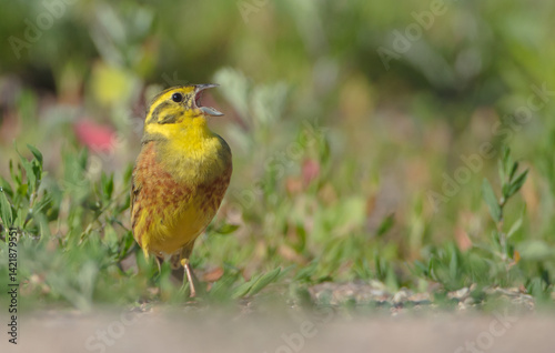 Yellowhammer  - male in summer