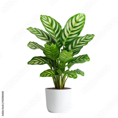Wallpaper Mural Indoor plant care tips enhance your living space with beautiful greenery home guide Torontodigital.ca