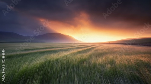 Sunrise over a Field of Wheat