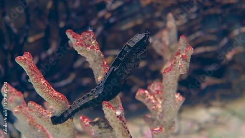 Seahorse and Small Fish Dance Among Coral in Aquatic Underwater Ocean Paradise of Natures Beauty
