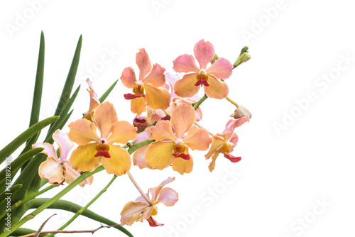 Vanda Orchid flower on white background