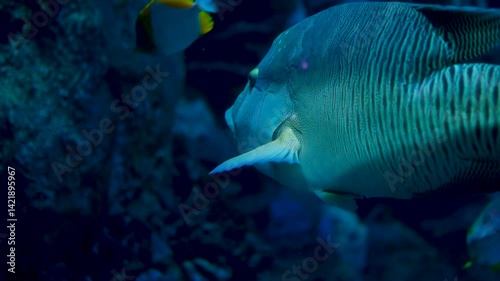 Colorful Marine Life Large Fish Swimming Gracefully in Oceans Underwater World, Surrounded by Aquatic Beauty