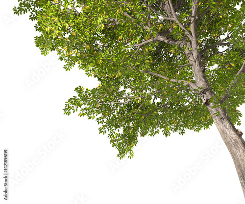 Fototapeta Naklejka Na Ścianę i Meble -  Evergreen trees forestry canopy grow on transparent backgrounds 3d rendering png