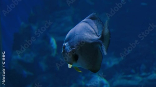 Graceful large fish swimming in serene aquarium, showcasing its unique shape and features in enchanting underwater marine world.