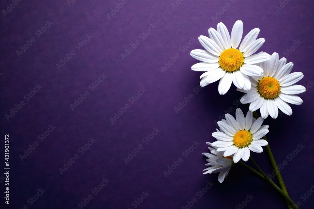Obraz premium White daisy blooms on dark purple background with subtle texture, colorful, nature, black background
