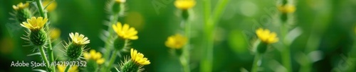 Green stems with yellow or white flowers and spines, thorny branches, green stem