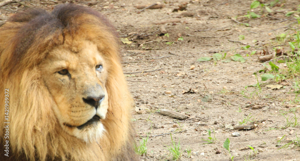Obraz premium Pride’s Pillar: A Lioness in Her Domain