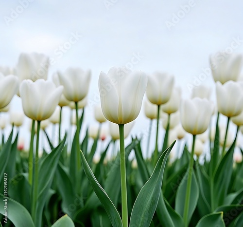 rose, tulip, rose flower, flower, vase, flowerpot, fragrance, beautiful, sakura,