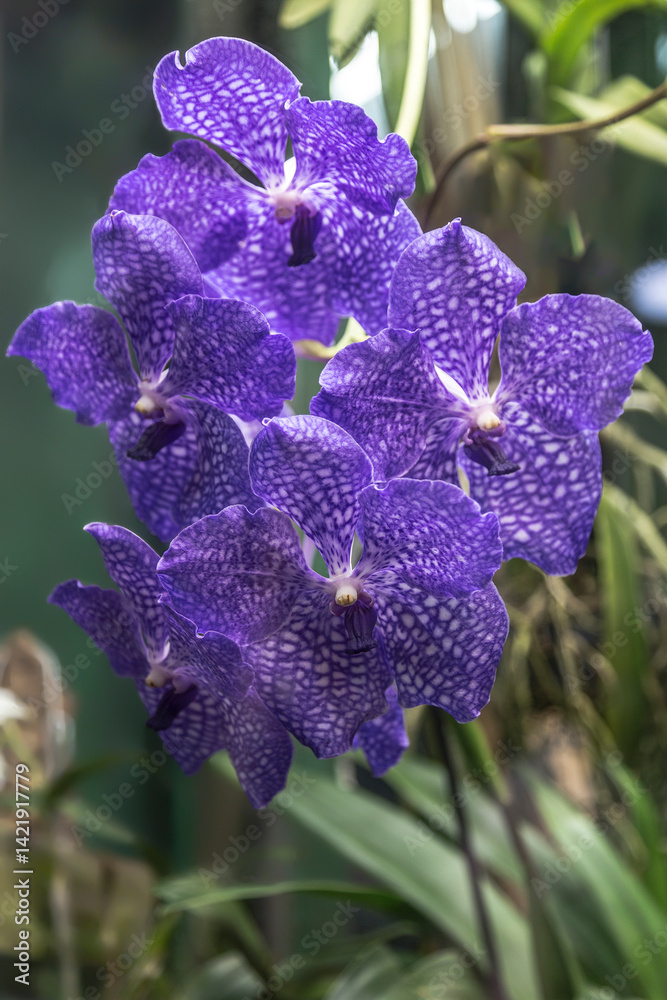 Blooming blue orchid Vanda, close-up