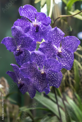 Obraz na płótnie Blooming blue orchid Vanda, close-up w salonie