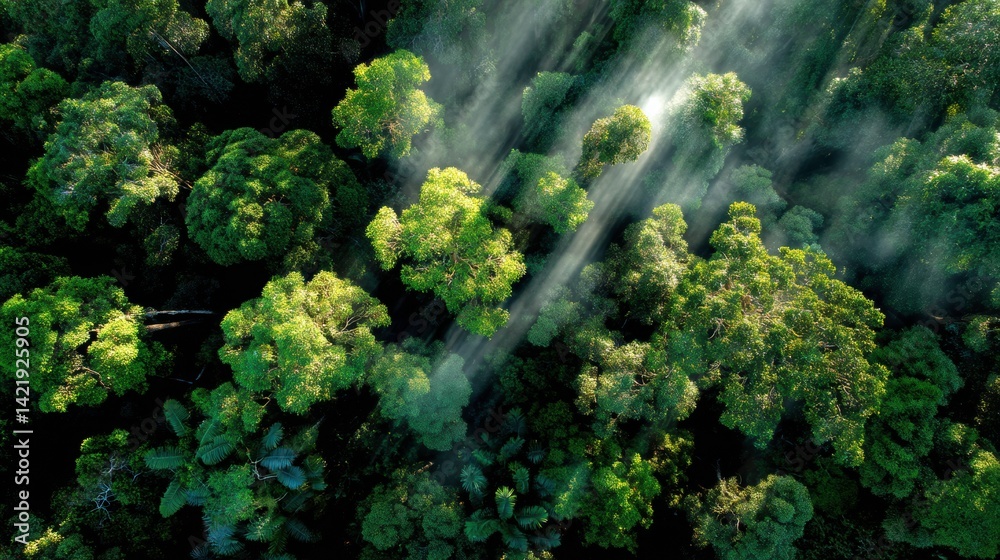 Lush rainforest canopy viewed from above, with sun rays piercing through clouds and vibrant shades of green