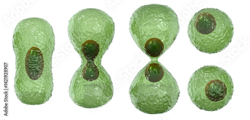 Medical concept background, Cell division, mitosis the process of forming two or more daughter cells from a mother cell, isolated, 3D rendering