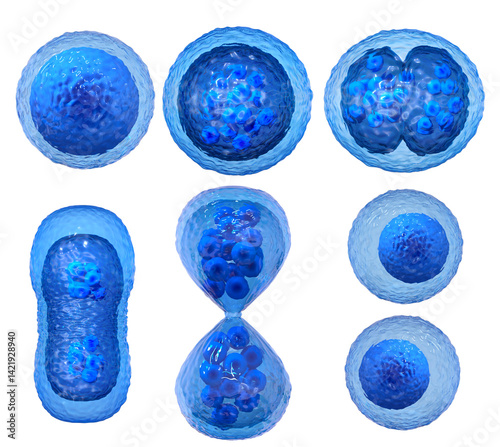 Medical concept background, Cell division, mitosis the process of forming two or more daughter cells from a mother cell, isolated, 3D rendering