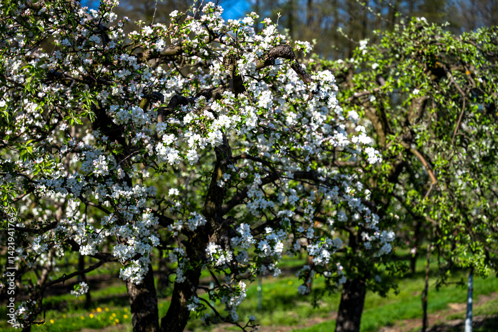Flowering trees in an orchard. Apple fruit tree, Malus domestica Flowering trees in an orchard. Apple fruit tree, Malus domestica