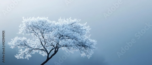Winter's Embrace: A Solitary Frost-Covered Tree