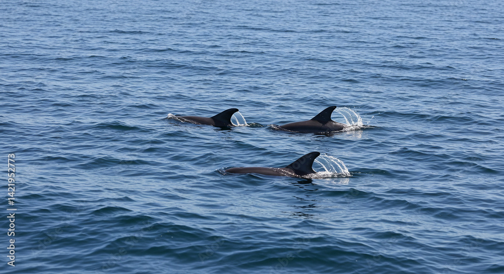 Fototapeta premium Dolphins Swimming in Open Ocean with Water Splashing