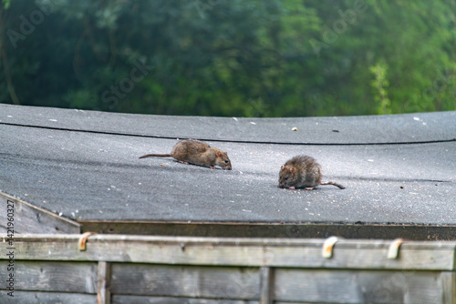 Brown Rats (Rattus norvegicus) were introduced to Britain in the 18th century. Here, two rats are on a shed roof in a garden in England, eating seed put out for birds.