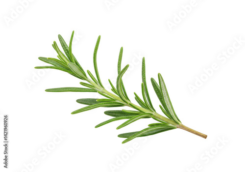 Rosemary sprig, vibrant green