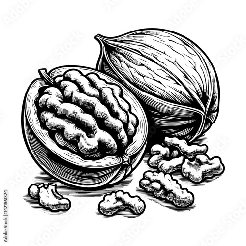 Walnut sketch engraving black and white outline. Scratch board imitation.  illustrated in vintage line art style on a white background.
