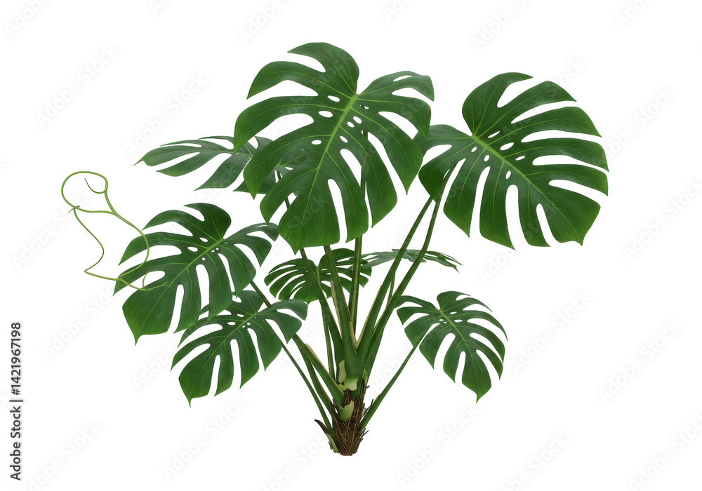 Obraz premium Lush Monstera plant with intricate leaves