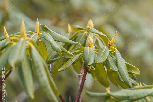 Close-up of serrated plant leaves in various growth stages, exhibiting green and yellow hues, set against a blurred natural backdrop Soft lighting, creating depth and shadows No people visible Rea