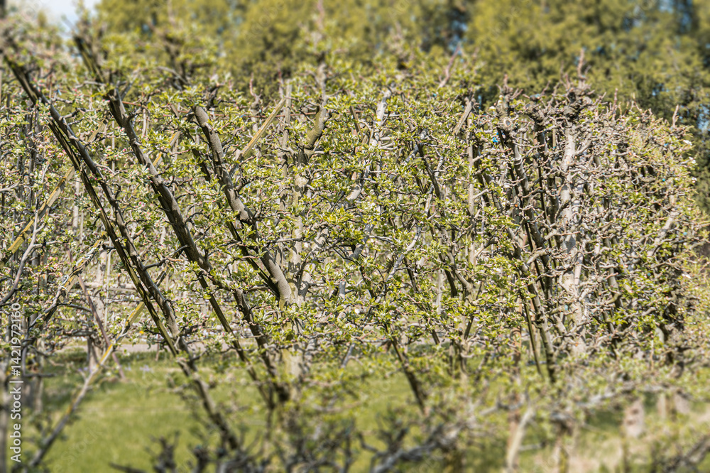 Fototapeta premium Lush apple orchard landscape at dusk, vibrant green leaves and small apples on branches