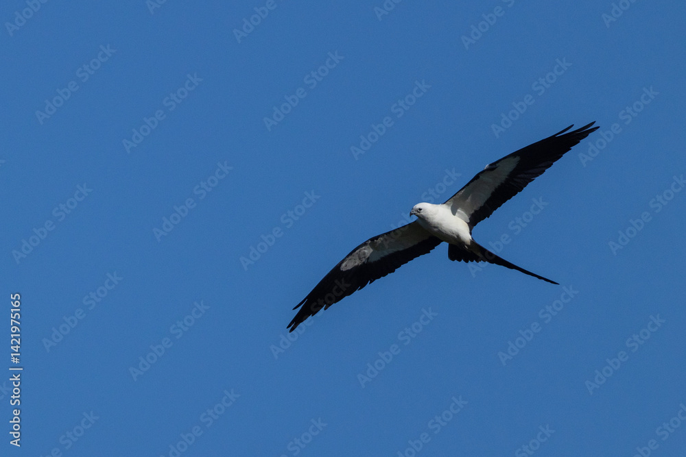 Obraz premium Swallow-tailed kite (Elanoides forficatus) flying over southwest Florida