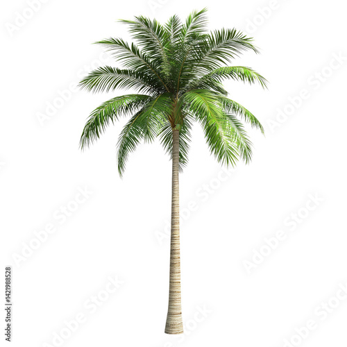 A majestic palm tree standing tall against a bright white background, showcasing its vibrant green fronds and textured trunk.