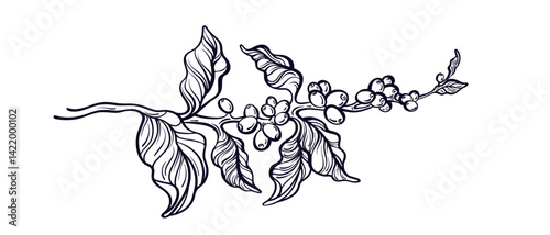 Coffee plant sketch. Vector art branch, bean, leaf