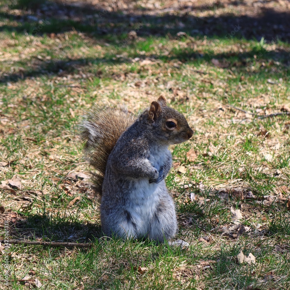 Obraz premium 公園にいるリス カナダ モントリオール