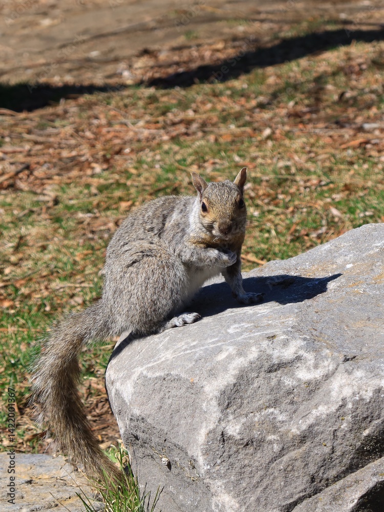 Obraz premium 公園にいるリス カナダ モントリオール