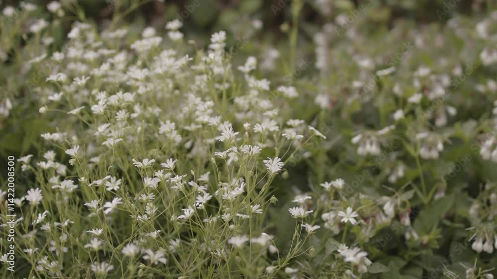 4K Video | A wide field of white flowers gently sways in the breeze under soft daylight — a peaceful springtime landscape capturing the purity and calm of untouched nature