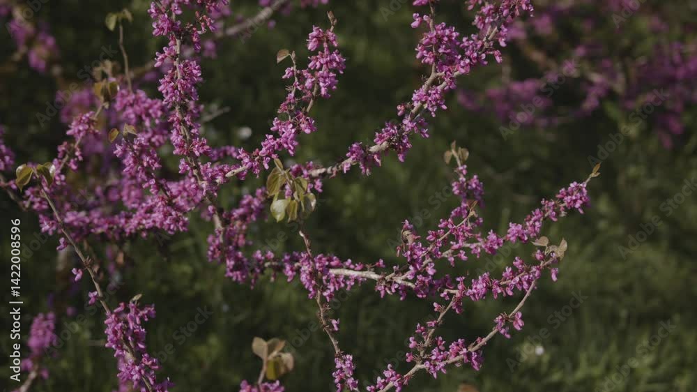 video 4K | Delicate pink blossoms bloom along slender branches, set against a soft green background — a peaceful spring scene capturing the quiet beauty of nature in full bloom