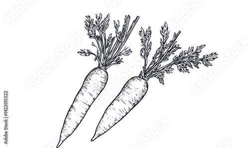 Detailed Hand Drawn Carrot with Tops Vector Illustration for Minimalist Design and Food Resources