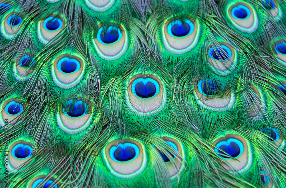 Obraz premium peacock feathers as background