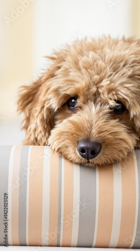 fluffy apricot cockapoo puppy resting on a striped cushion photo