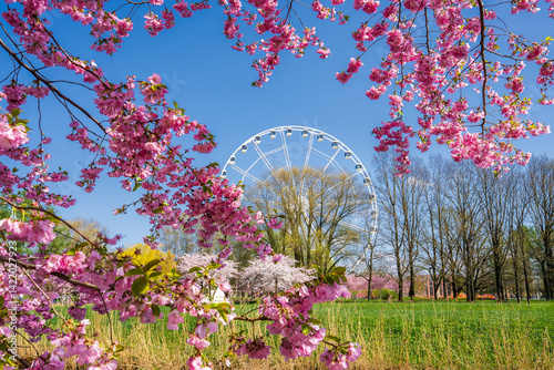Obraz na płótnie Pink sakura trees bloom in Victory Park, Riga, framing a large white Ferris wheel. A bright blue sky and green grass enhance the vibrant scene. w salonie