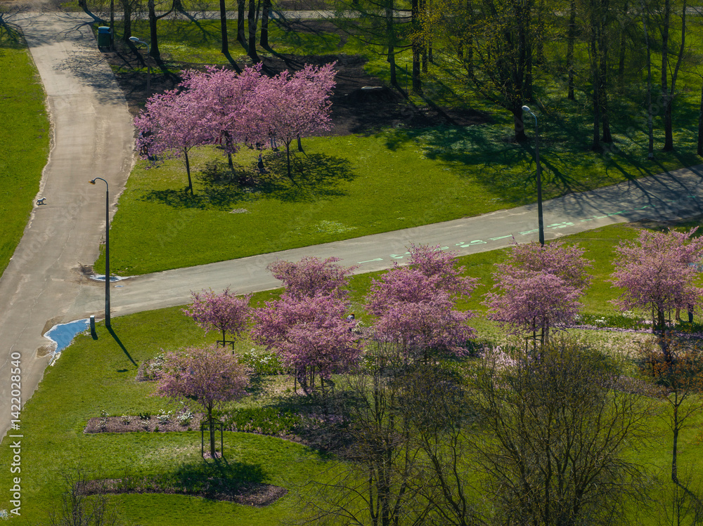 Aerial view of Riga Victory Park in Riga, Latvia, showcasing clusters of pink sakura trees, paved pathways, green grass, and scattered tree shadows.