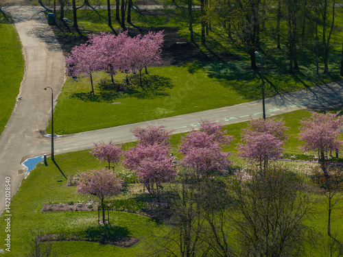 Obraz na płótnie Aerial view of Riga Victory Park in Riga, Latvia, showcasing clusters of pink sakura trees, paved pathways, green grass, and scattered tree shadows. w salonie
