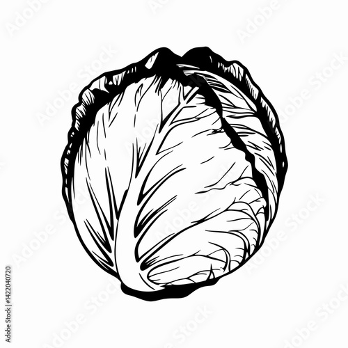 Stylized illustration of a cabbage with intricate detailing showcasing its layers against a clean white background, representing freshness and organic produce.